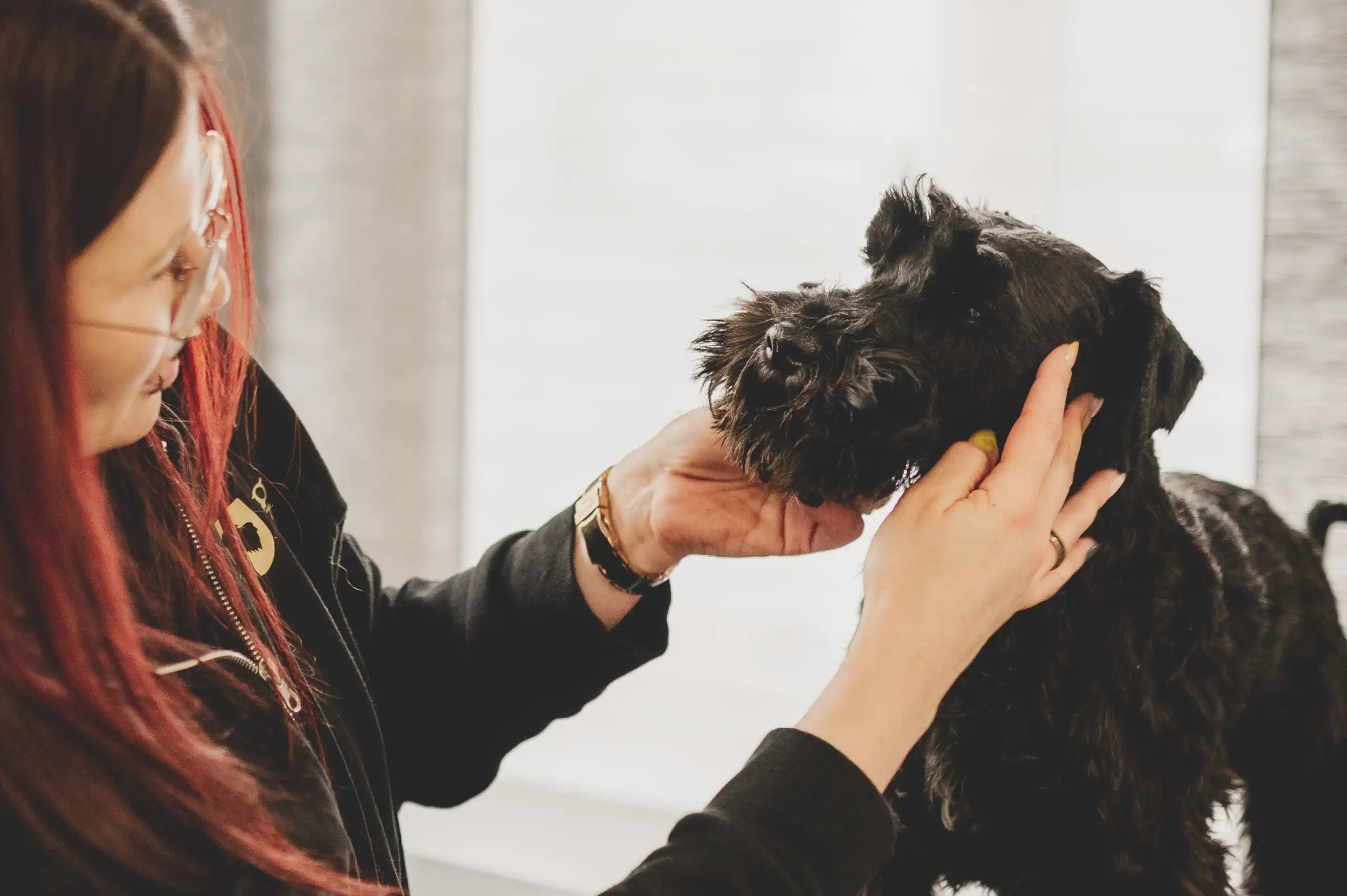 Liebevolles und fachmännisches Treatment für Drahthaar- und Lockenhunde bei First Dog